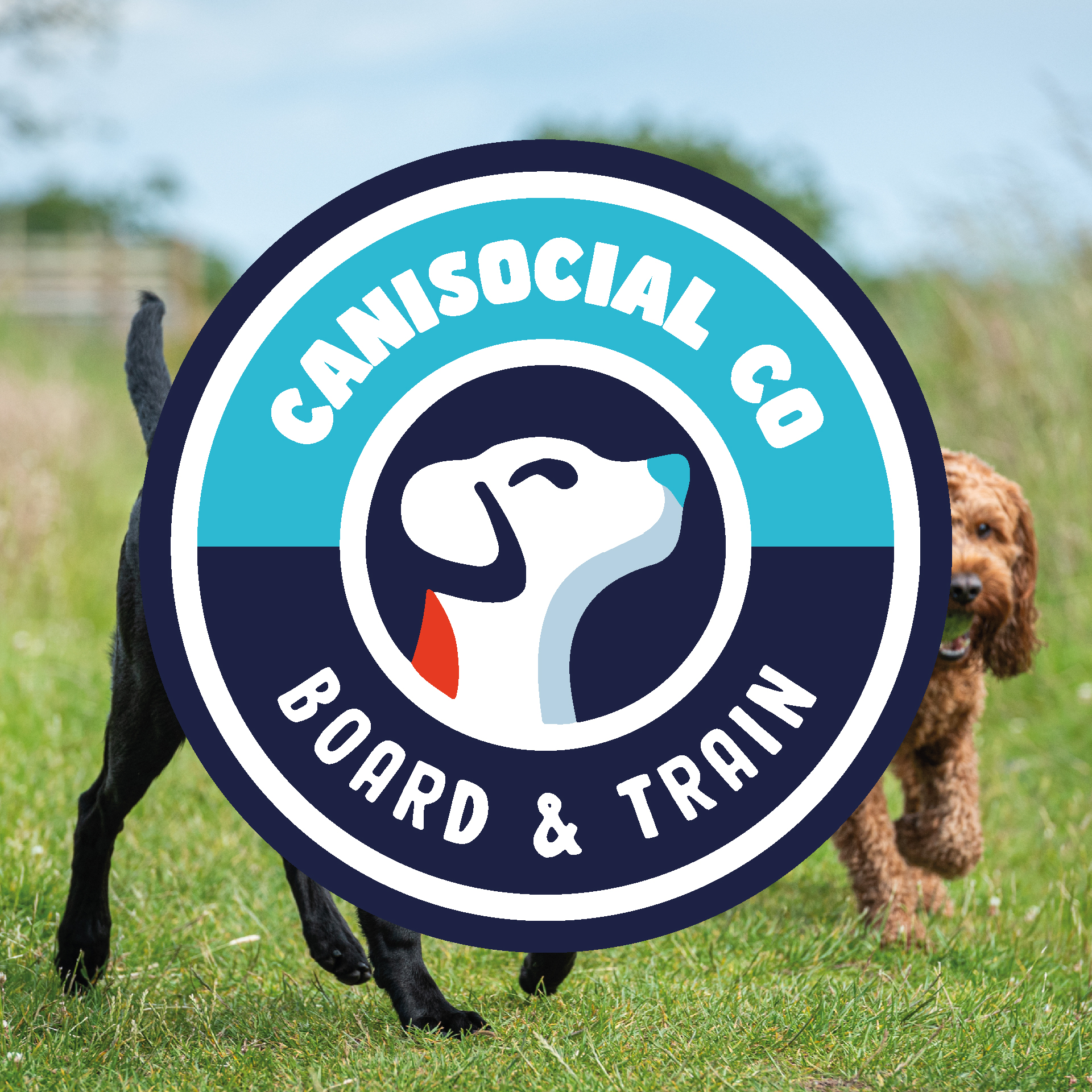 Socialisation Board & Train Canisocial Co North East Dog Training