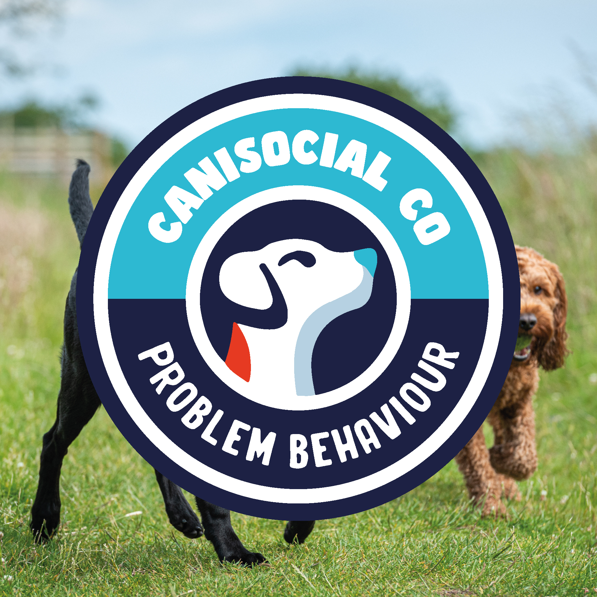 Problem Behaviour Canisocial Co North East Dog Training